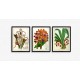 A Fabulous Selection Of Sets Of 3 Vintage Orchid Flower Prints 